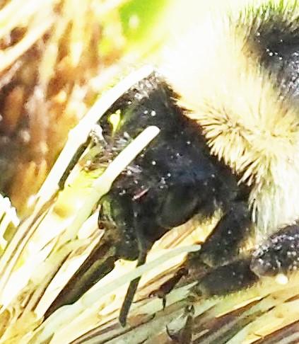 Réf. 316 745 : Bombus mesomelas